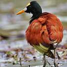Jacana du Mexique