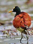 Northern Jacana