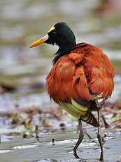 Jacana du Mexique