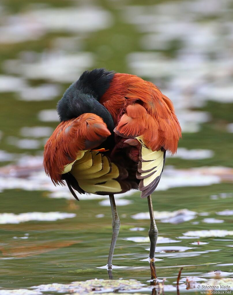 Jacana du Mexiqueadulte