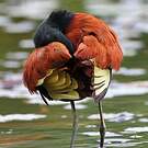 Jacana du Mexique