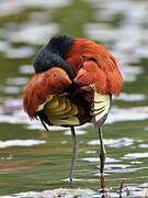 Northern Jacana