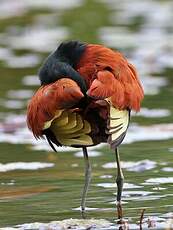 Jacana du Mexique