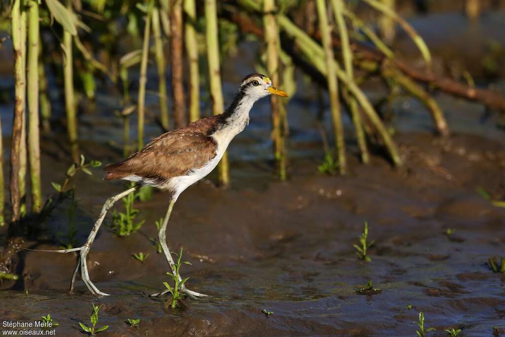 Jacana du Mexiquejuvénile, identification