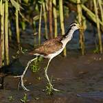 Jacana du Mexique