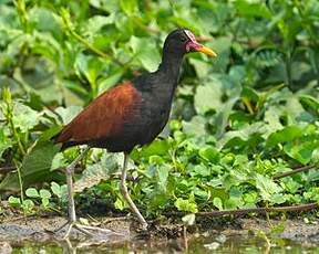Jacana noir