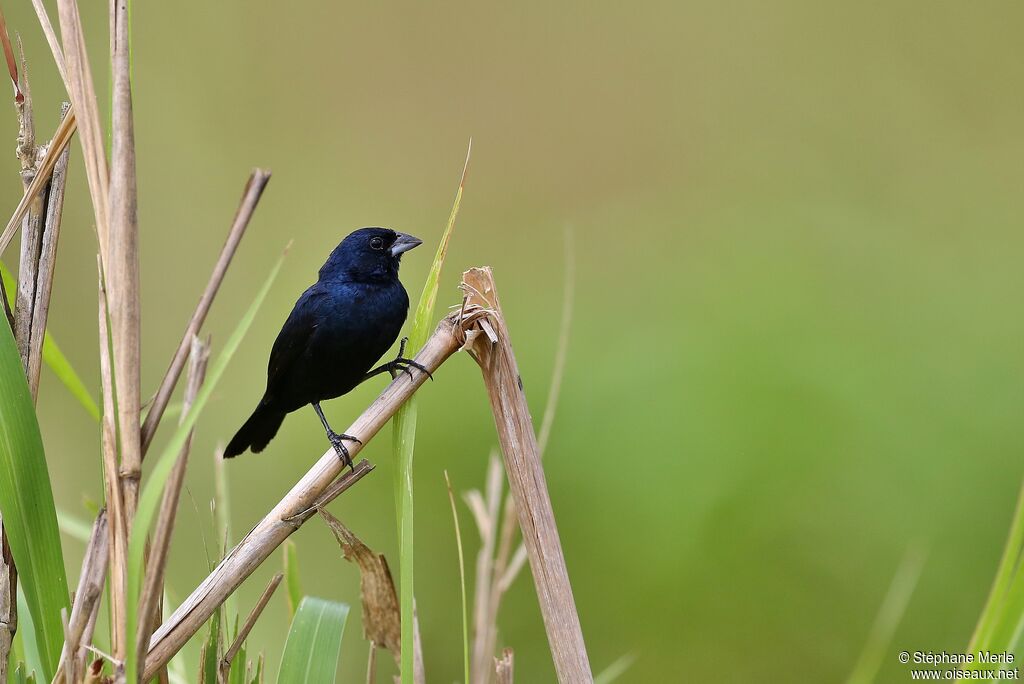 Blue-black Grassquit male adult