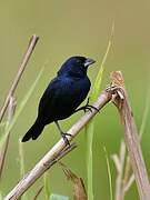 Blue-black Grassquit