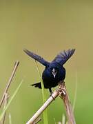 Blue-black Grassquit