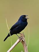 Blue-black Grassquit