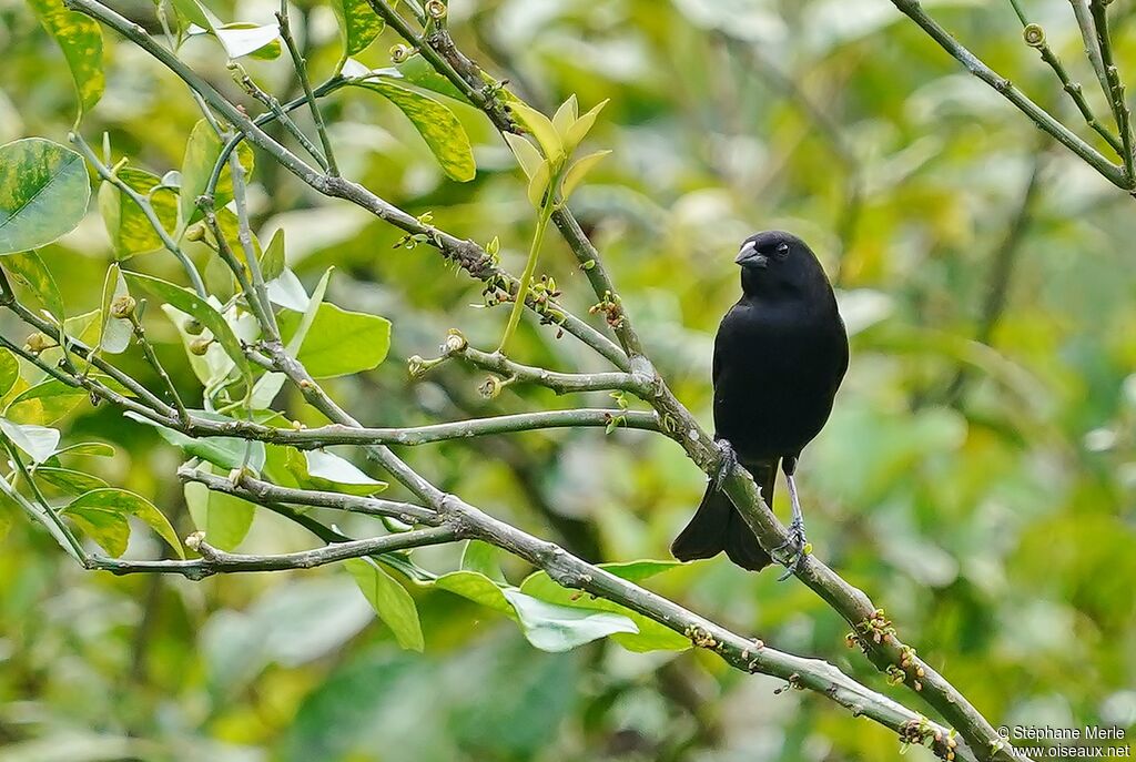 Blue-black Grassquitadult