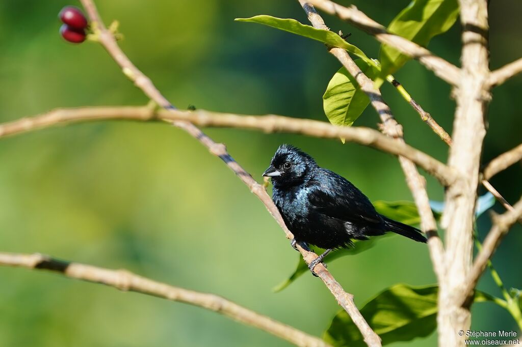 Blue-black Grassquitadult