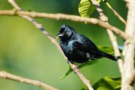 Blue-black Grassquit