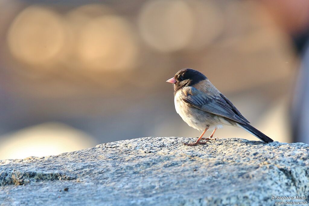 Junco ardoisé