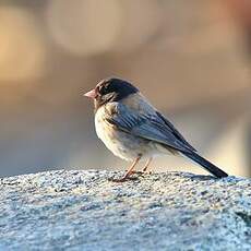 Junco ardoisé