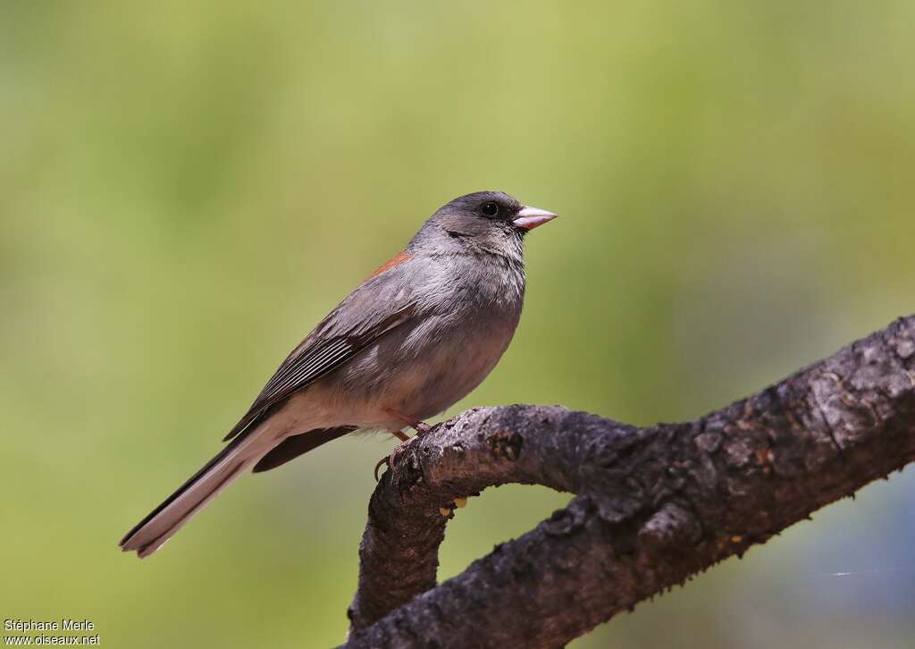 Dark-eyed Junco female adult breeding, identification