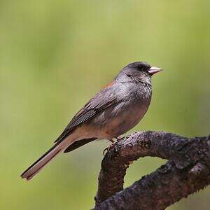 Junco ardoisé