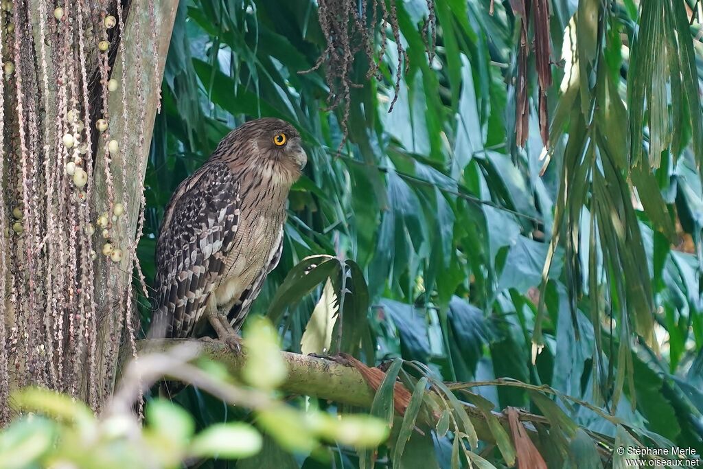 Brown Fish Owladult