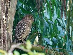 Brown Fish Owl