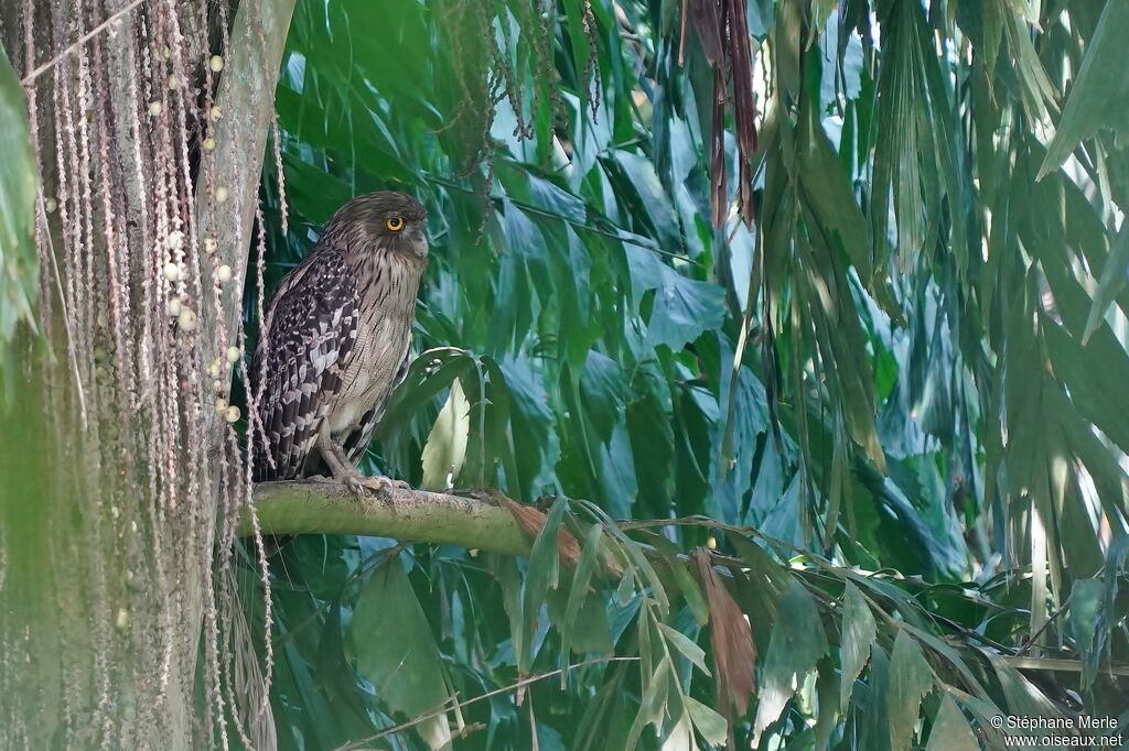 Brown Fish Owl