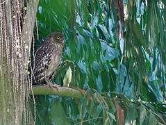 Brown Fish Owl