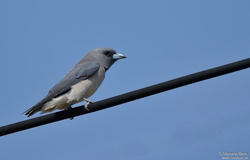 Ashy Woodswallowadult