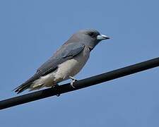 Ashy Woodswallow