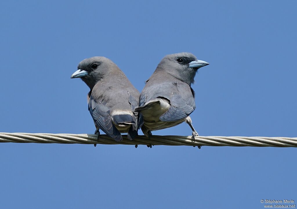 Ashy Woodswallow