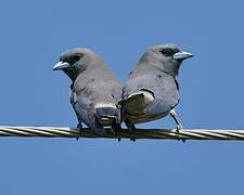 Ashy Woodswallow