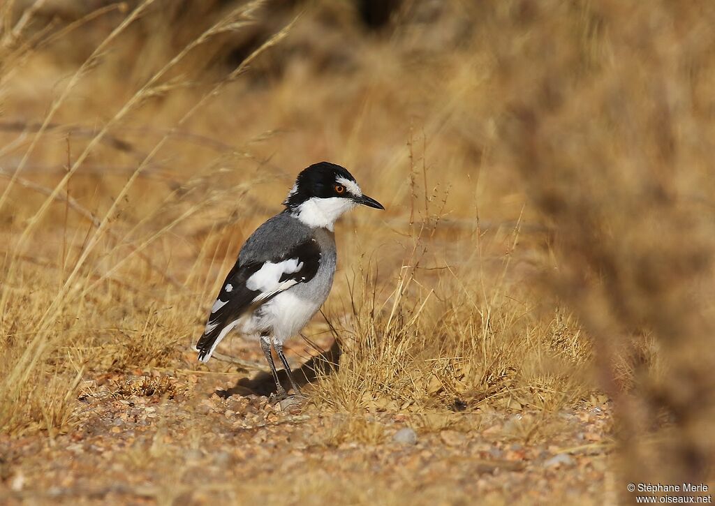 White-tailed Shrikeadult