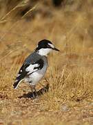 White-tailed Shrike