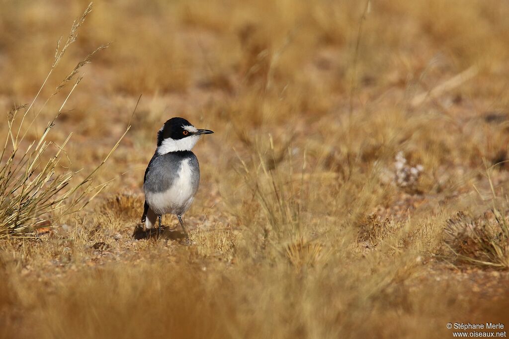 White-tailed Shrike