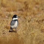 White-tailed Shrike