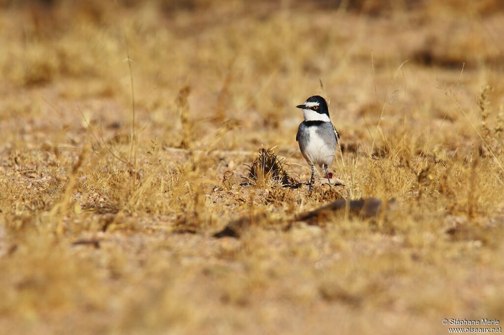 White-tailed Shrike