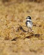 White-tailed Shrike