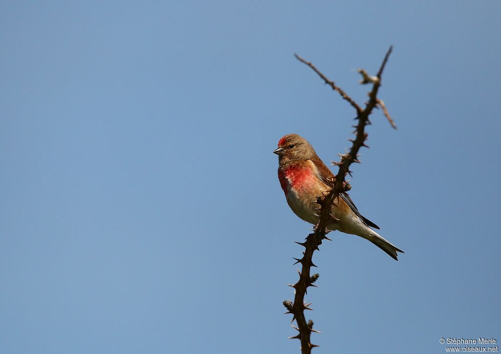 Linotte mélodieuse mâle adulte nuptial