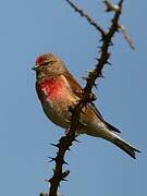 Common Linnet