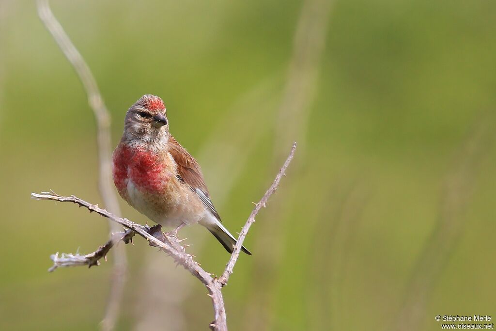 Common Linnet male adult