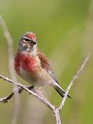 Common Linnet