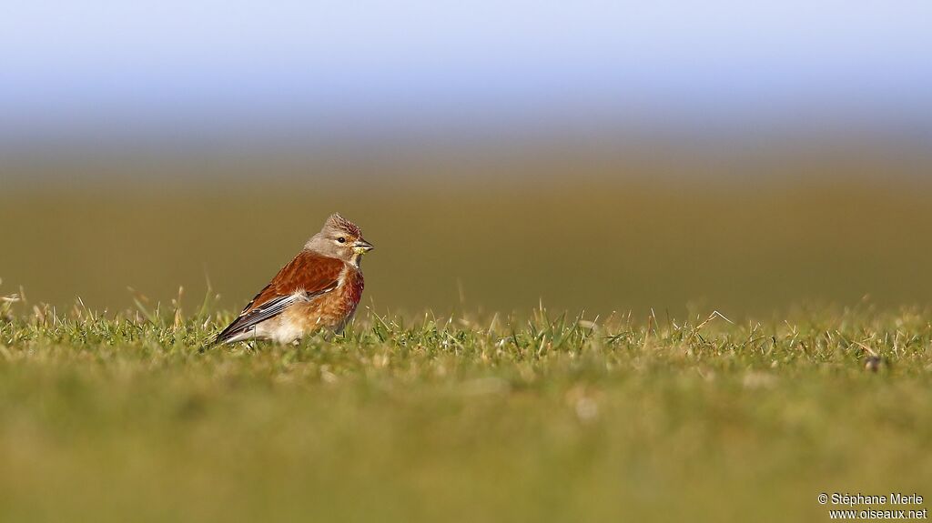 Common Linnet male