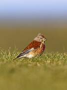 Common Linnet