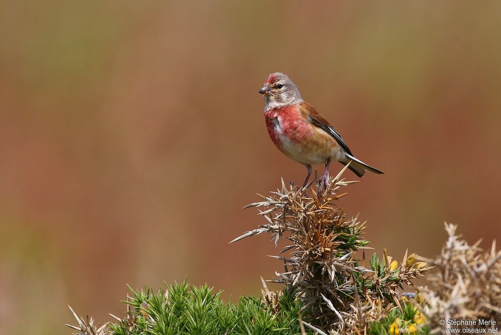 Common Linnet male adult breeding