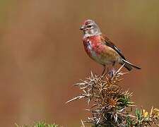 Common Linnet