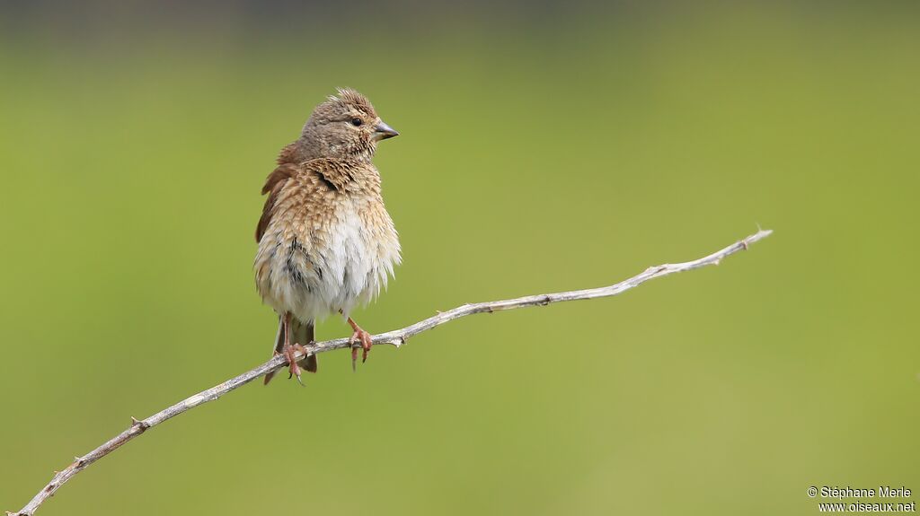 Linotte mélodieuse