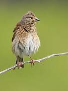 Common Linnet