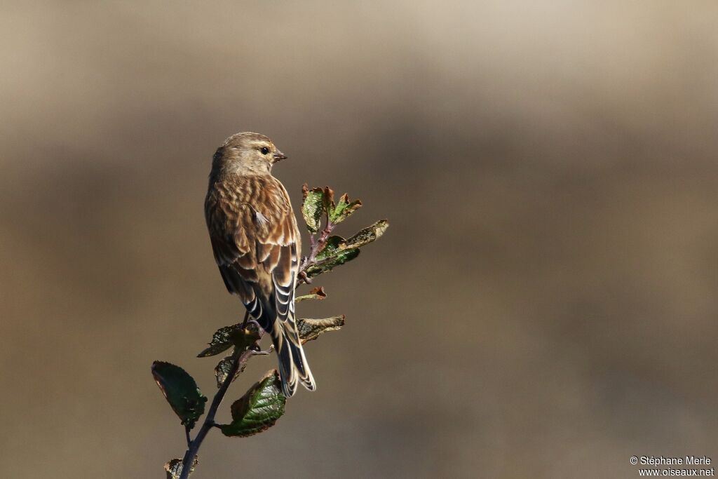 Linotte mélodieuse