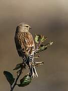 Common Linnet