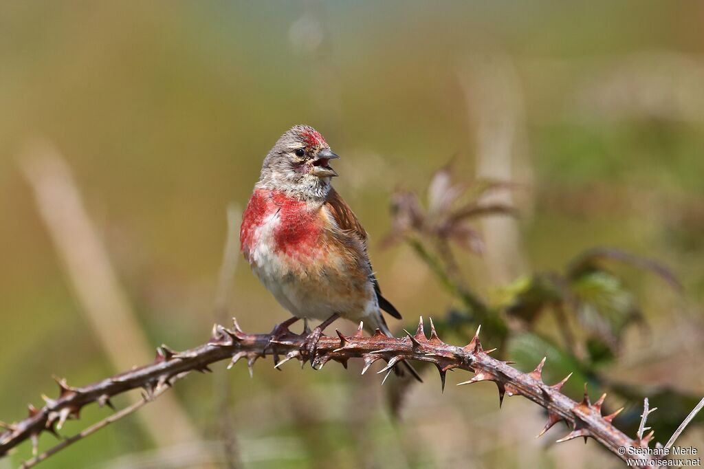 Common Linnet male adult breeding