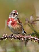 Common Linnet