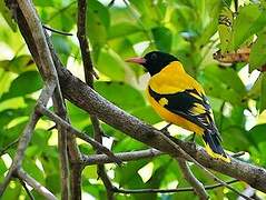 Black-hooded Oriole